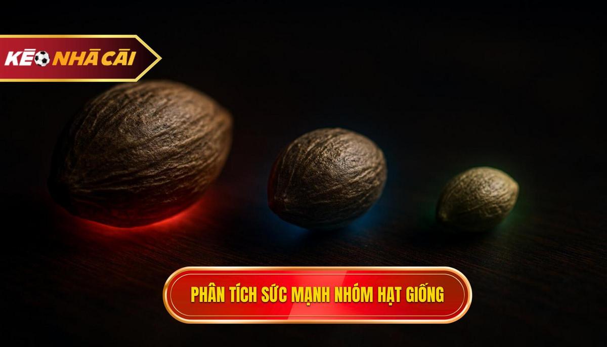 Phân tích sức mạnh các nhóm hạt giống và biến động tỷ lệ kèo